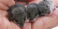 image: Sleep Protection