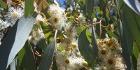 image: Diverse Leaves May Protect Eucalyptus