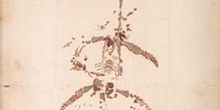 image: A Sea Dragon Revealed, 1823
