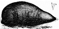 image: Penis Size Matters for Golden Moles