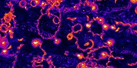 image: Image of the Day: Pirouetting Parasites