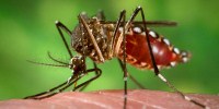 image: Some Mosquitoes Ignore DEET
