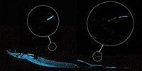 image: Sharks Glow to Frighten Predators