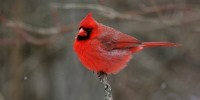 image: Backyard Bird Count Goes Global