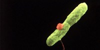 image: Image of the Day: Unwitting Host