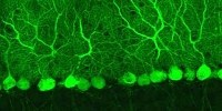 image: Neurons Live Longer in New Brains