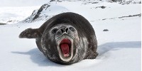 image: Seals Reveal Ocean Secrets