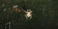 image: Spider-Man Science
