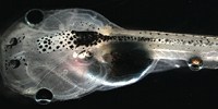 image: Tadpoles See with Extra Eyes