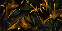 image: Image of the Day: Nervous System Stars