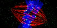 image: Image of the Day: Rat-Kangaroo Cell Divides