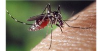 image: How Dengue Does It
