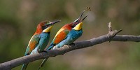 image: Image of the Day: Feeding Love