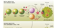 image: Antibody-Dependent Enhanced (ADE) Immunity