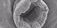 image: Image of the Day: Clingy Worms