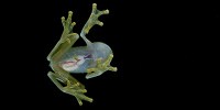 image: Image of the Day: Transparent Frog