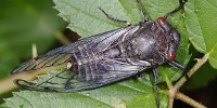 image: Insect Wing Kills Bacteria
