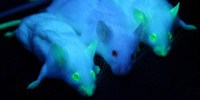 image: Image of the Day: Glowing Mice