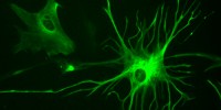 image: Mice Learn Faster with Human Glia