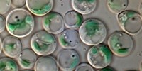 image: Algae Get Help to Go to Extremes