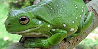 image: Native Frogs Beat Invasive Toads