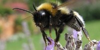 image: Bee Venom for HIV Prevention