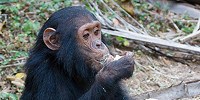 Great Ape Research Decision image: Great Ape Research Decision