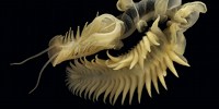 image: Image of the Day: Parchment Worm