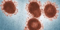 image: Novel Virus Entry Portal Found