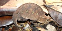 image: Image of the Day: Drab Disguise