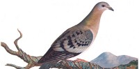 image: Reviving an Extinct Pigeon