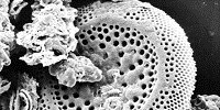 image: Image of the Day: Glass Shell