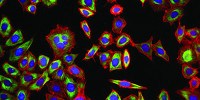 image: Genome Digest