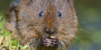image: Bridges for UK Water Voles