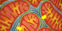 image: UK May Allow Mitochondrial Replacement