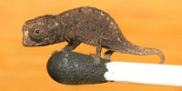 image: Image of the Day: Tiny Chameleon