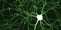 image: Brain Activity Breaks DNA