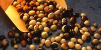 image: Soybean Peptides Slow Some Cancer Cells
