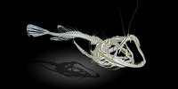 image: Image of the Day: Deep-Sea Skeleton