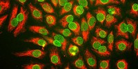 image: Privacy and the HeLa Genome
