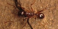 image: Ants Climb as Weather Warms