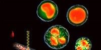 image: Image of the Day: Sorting Cells