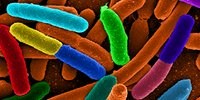 image: Microbes Affect Weight Loss