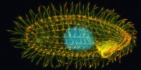 image: Shuffling Through Seven Sexes