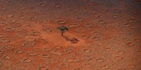 Are Termites Behind Fairy Circles? image: Are Termites Behind Fairy Circles?
