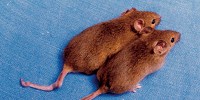 image: Image of the Day: Almost Identical Mice