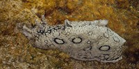 image: The Sea Hare’s Chemical Attack