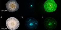 image: Image of the Day: Fluorescent Coral