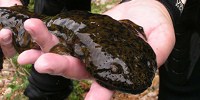 image: Image of the Day: Giant Salamander