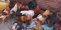 image: Mysterious Avian Influenza in China